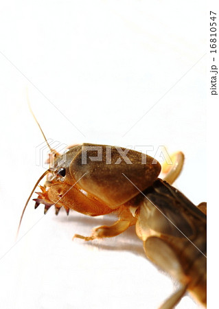 ケラ（オケラ） 16810547