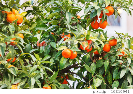 tangerines on a tree branch 16810941