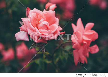 pink roses pink roses 16810986