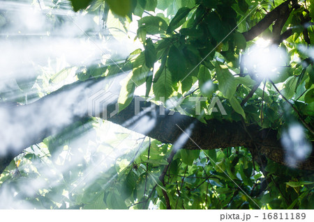 morning tree morning tree 16811189