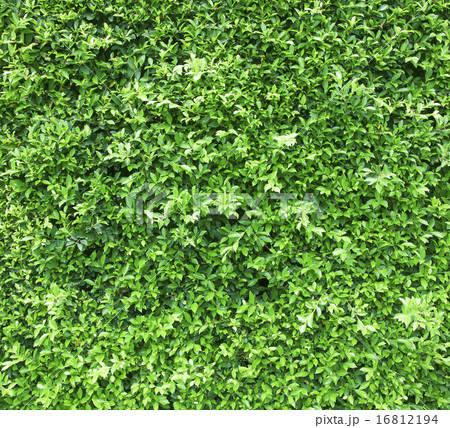 wall background with green leaves wall background with green leaves 16812194