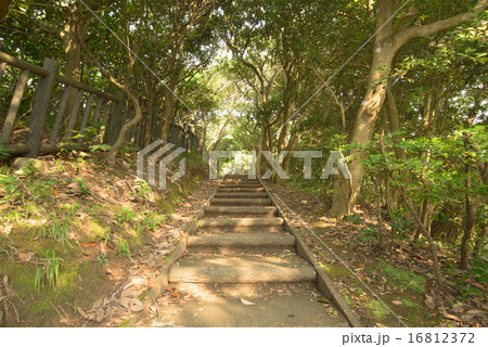 松林 松林 16812372