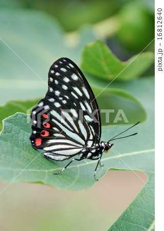 要注意外来生物のアカボシゴマダラ 要注意外来生物のアカボシゴマダラ 16812640
