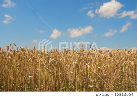 golden wheat golden wheat 16813054