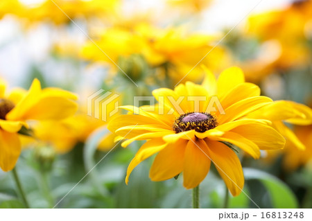 ルドベキアの花 16813248