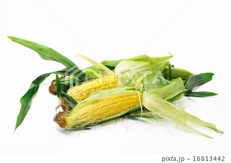 新鮮なトウモロコシ 16813442