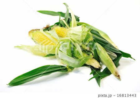 新鮮なトウモロコシ 新鮮なトウモロコシ 16813443