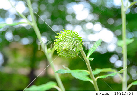ごんぼっぱの花 ごんぼっぱの花 16813753