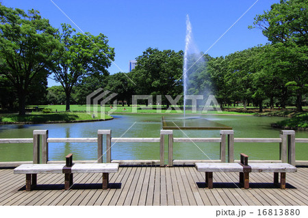 夏の代々木公園の写真素材