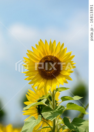 ひまわり 16813891