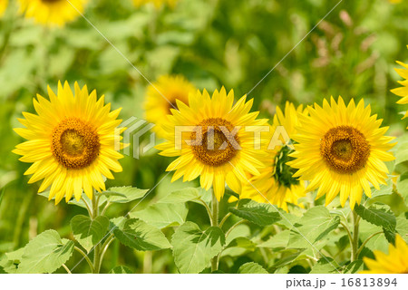 ひまわり 16813894