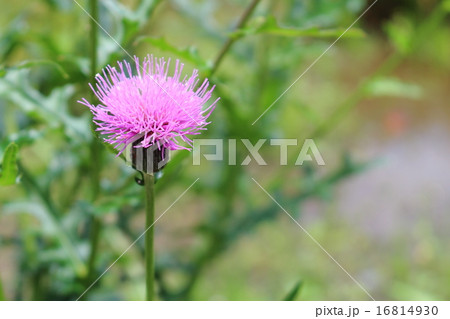 ノアザミ ノアザミ 16814930