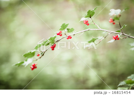 Ribes alpinum berries and blurry background 16815454