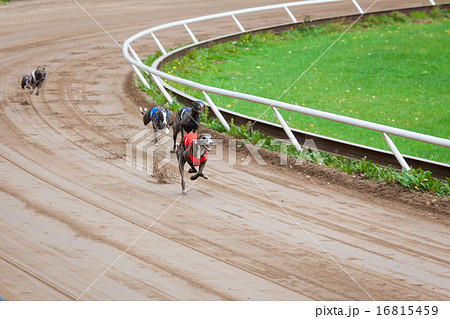 Greyhound dogs racing 16815459