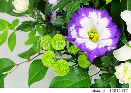 トルコキキョウの御供花 16816437