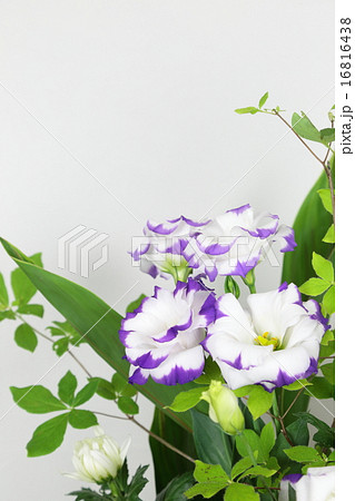 トルコキキョウの御供花 16816438