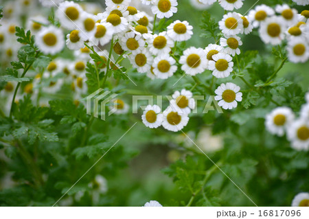 フィーバーヒューゴールド 16817096