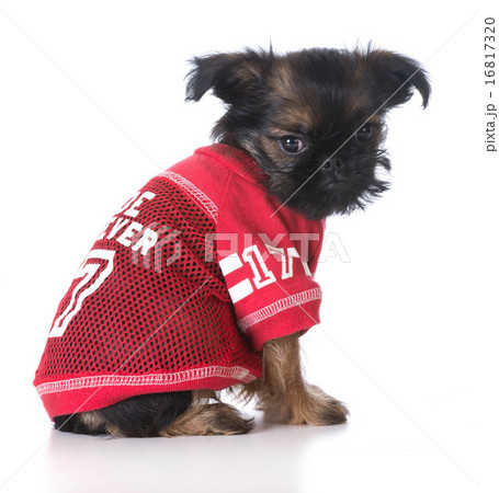 sports hound sports hound 16817320