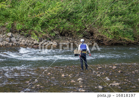 鮎の友釣り 16818197