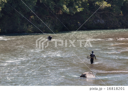鮎の友釣り 鮎の友釣り 16818201
