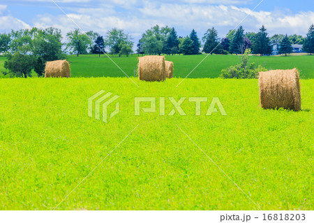 Round hay bales on the green field 16818203