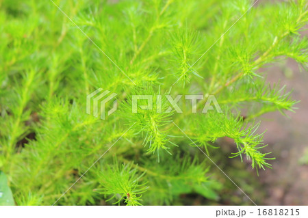 カワラヨモギ 16818215