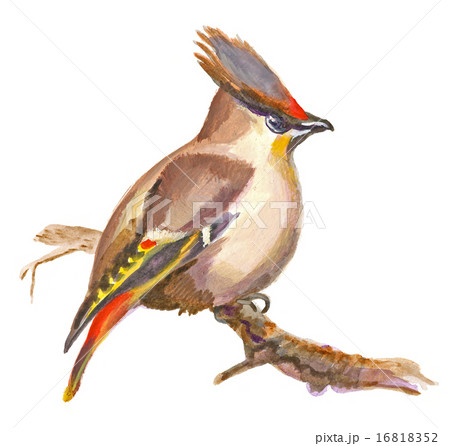 An hand painted on white - Bird, Boheian waxwing 16818352