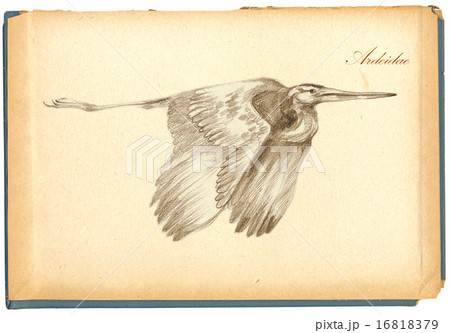 Pencil drawing, sketch - bird, Heron 16818379