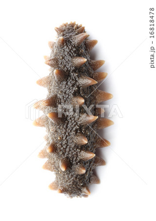 Sea cucumber 16818478