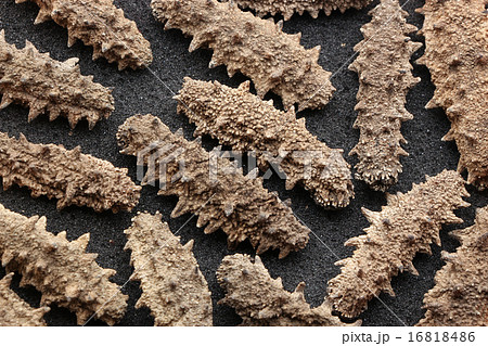 Sea cucumbers 16818486