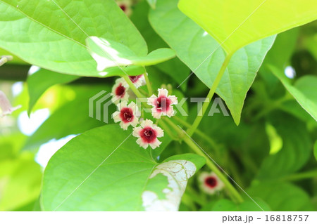 ヘクソカズラの花 16818757