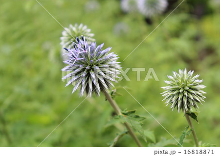 ルリタマアザミの花 16818871