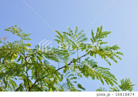 ねむの木の種 ねむの木の種 16818874