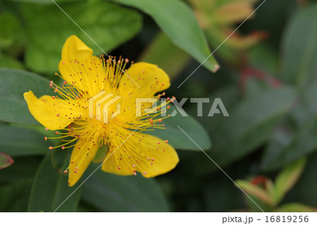 ビヨウヤナギの花 16819256