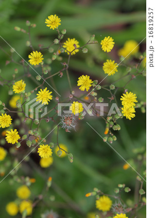 オニタビラコの花 オニタビラコの花 16819257