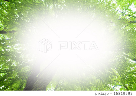 森林背景中央楕円白ぼかし緑2の写真素材