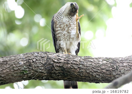 ツミの雌 16819782