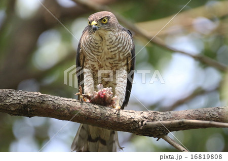ツミの雌 ツミの雌 16819808