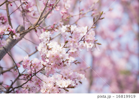 桜 桜 16819919