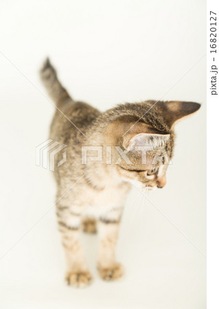 野良猫イメージ 野良猫イメージ 16820127