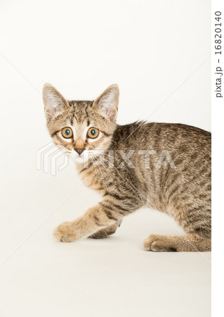野良猫イメージ 野良猫イメージ 16820140