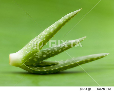Fresh aloe leaf with water drop . 16820148