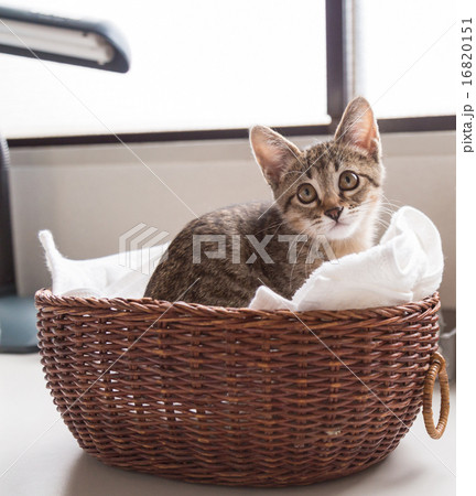 野良猫イメージ 16820151