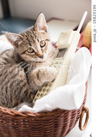 野良猫イメージ 16820190