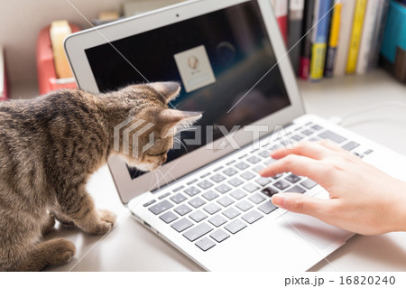 野良猫イメージ 野良猫イメージ 16820240