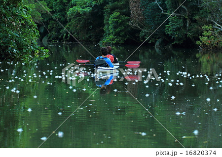 サガリバナ サガリバナ 16820374
