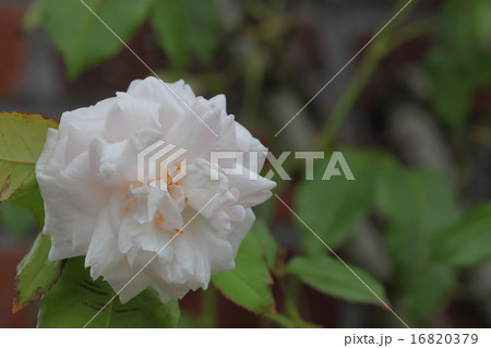 スノーグース・バラの花 スノーグース・バラの花 16820379