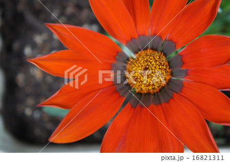 カザニア カザニア 16821311