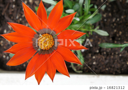 カザニア カザニア 16821312