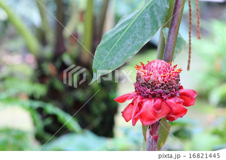 トーチジンジャーの花 16821445